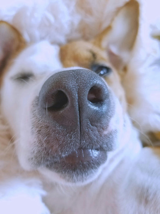 L'importance de la dépense olfactive chez le chien : un besoin souvent sous-estimé 🐾