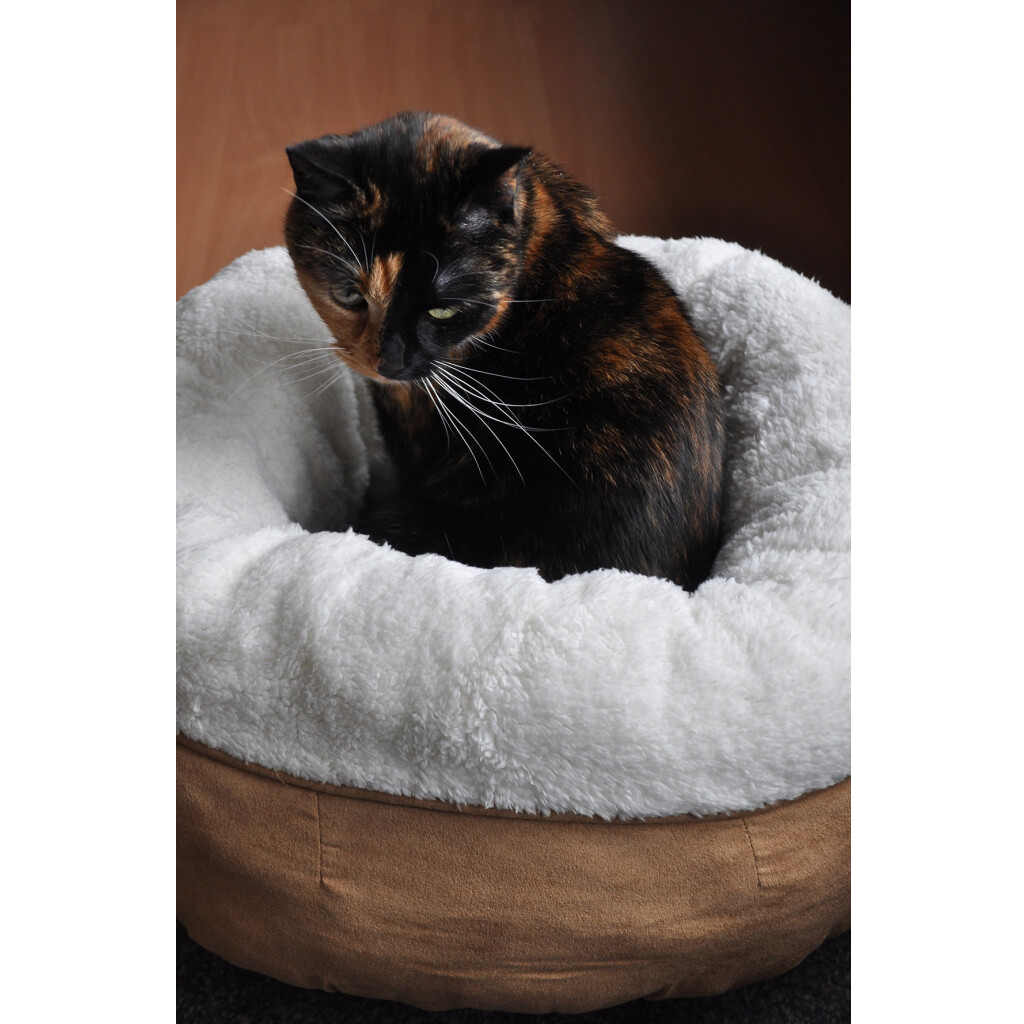 Le Cocon du Chat đ