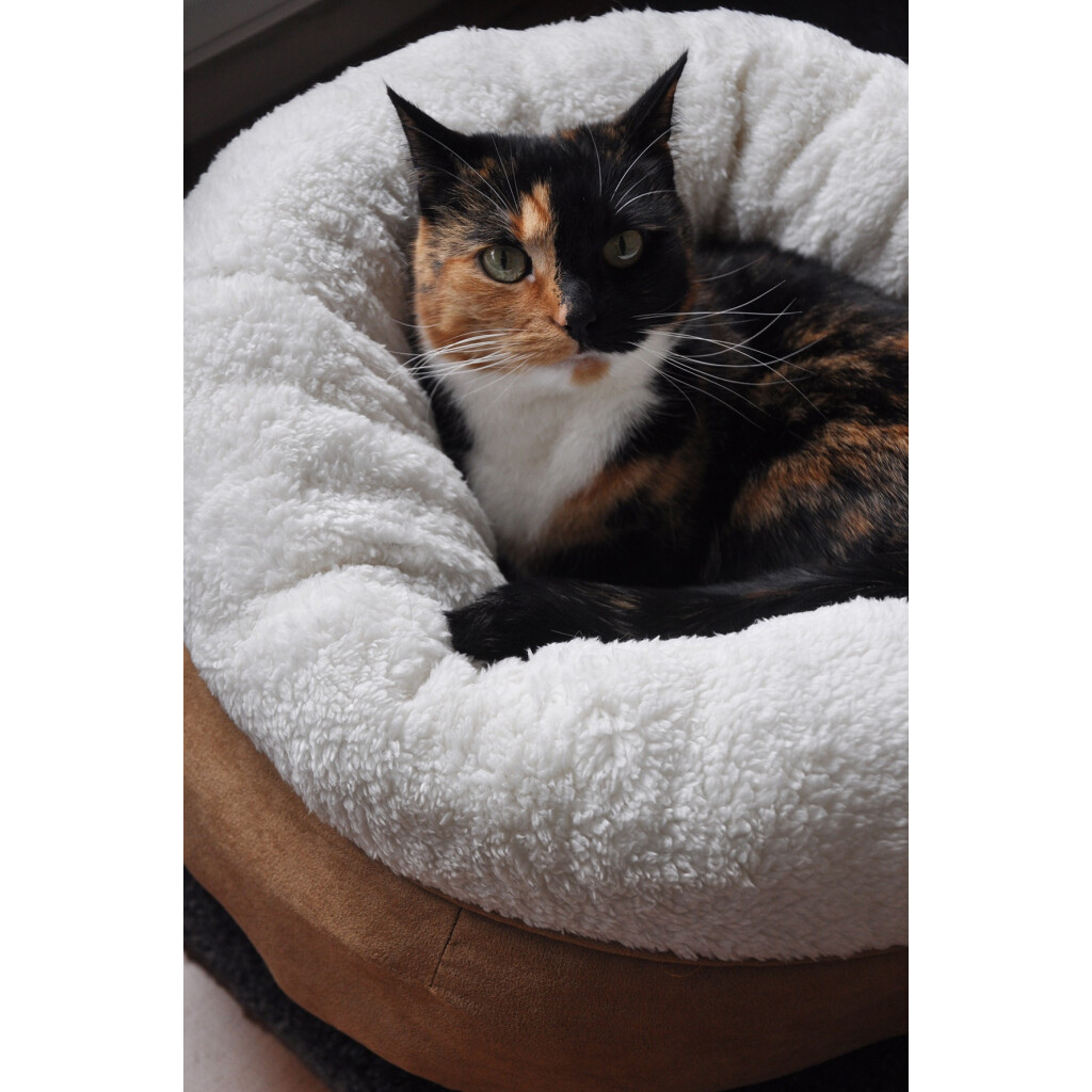 Le Cocon du Chat đ