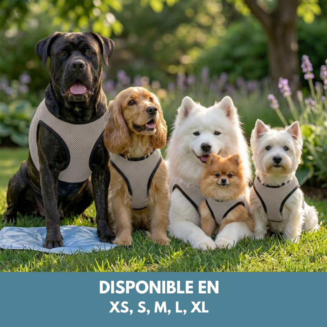 🌡️☀️ Gilet XS Rafraîchissant ❄️ Effet IMMEDIAT pour chien