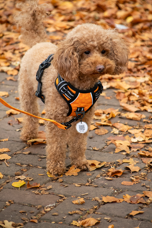 Lot Harnais Orange + Laisse Spotted! Pro