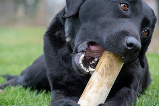 Bois de Caféier à Mâcher ☕ 🐶 - 100% Naturel, robuste et sain