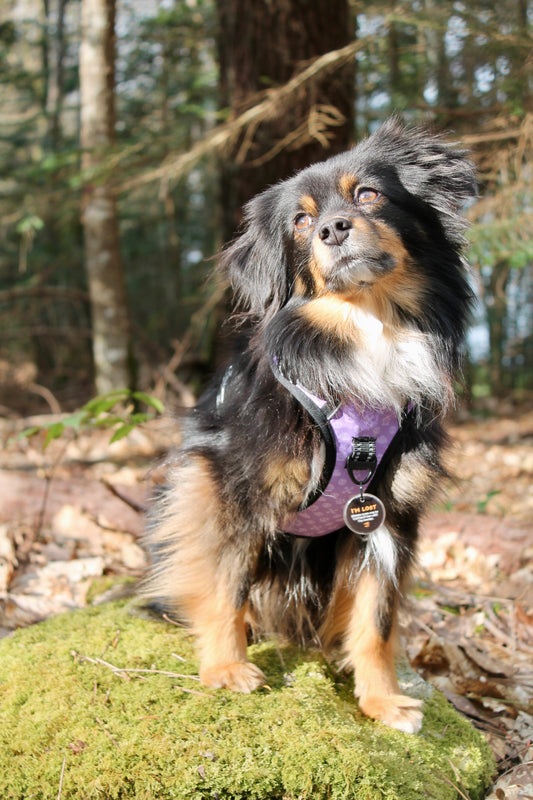 Lot Harnais Lila + Laisse Spotted! Pro