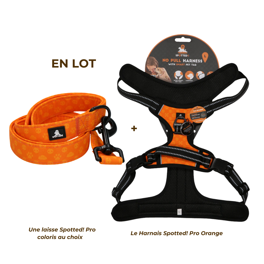 Lot Harnais Orange + Laisse Spotted! Pro