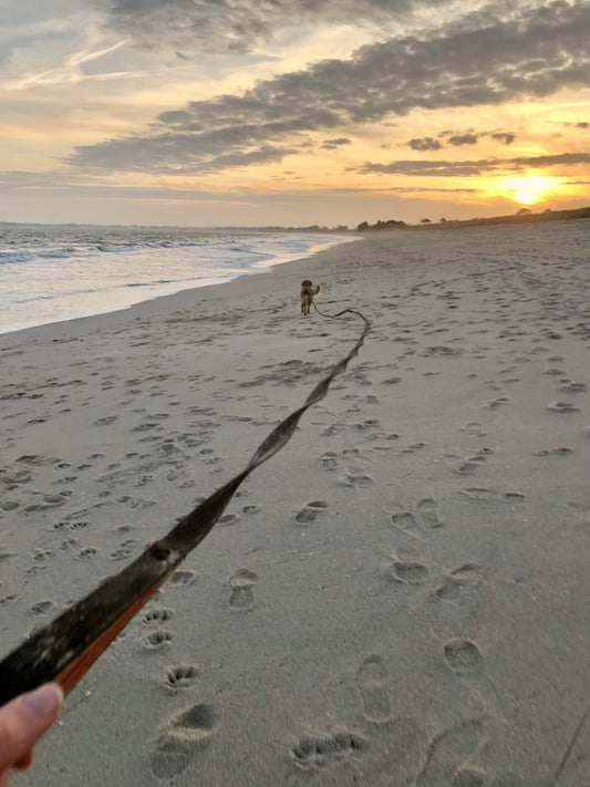 Longe d'Entraînement 5m, 10m, 15m