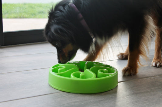 Gamelle Anti-Glouton - Taille L - Bleu