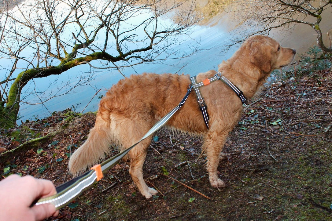 Laisse Amortisseur 120cm Strong Adventure - Mandarine 🍊