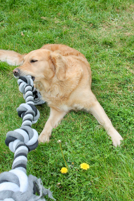 🐾 Kit Jeu INTENSE & Complicité – Grands Chiens 🐕 ☀️