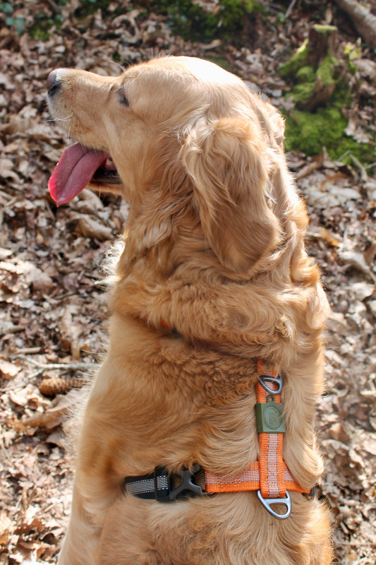 Harnais Strong Adventure - Vert Olive 🌲 & Mandarine 🍊🐾