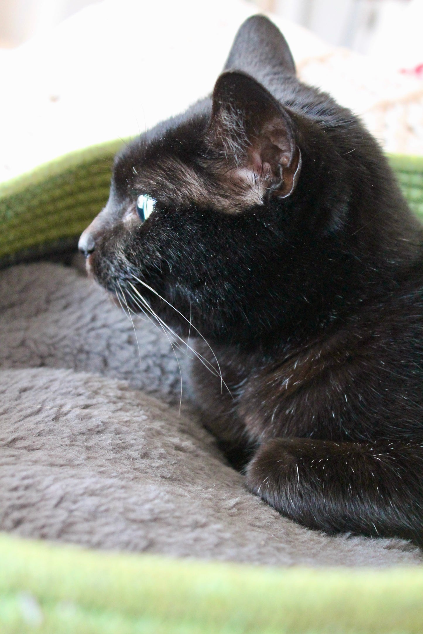 Kit Adoption Chat/Chaton - Minimaliste & 100% Éco-Responsable ♻️ 🌿 ✨