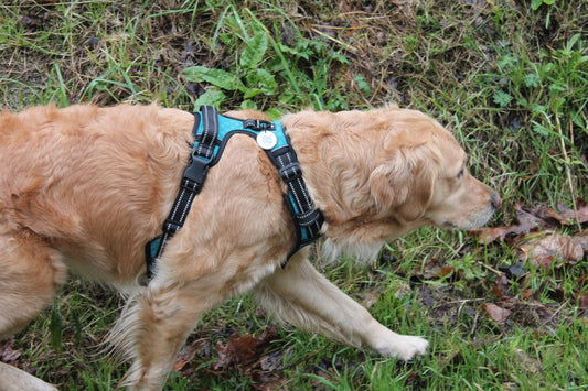 Lot Harnais Bleu + Laisse Spotted! Pro