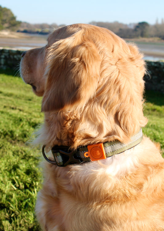 Collier Strong Adventure Couleur Vert Olive – Confort & Résistance 🌲🐾