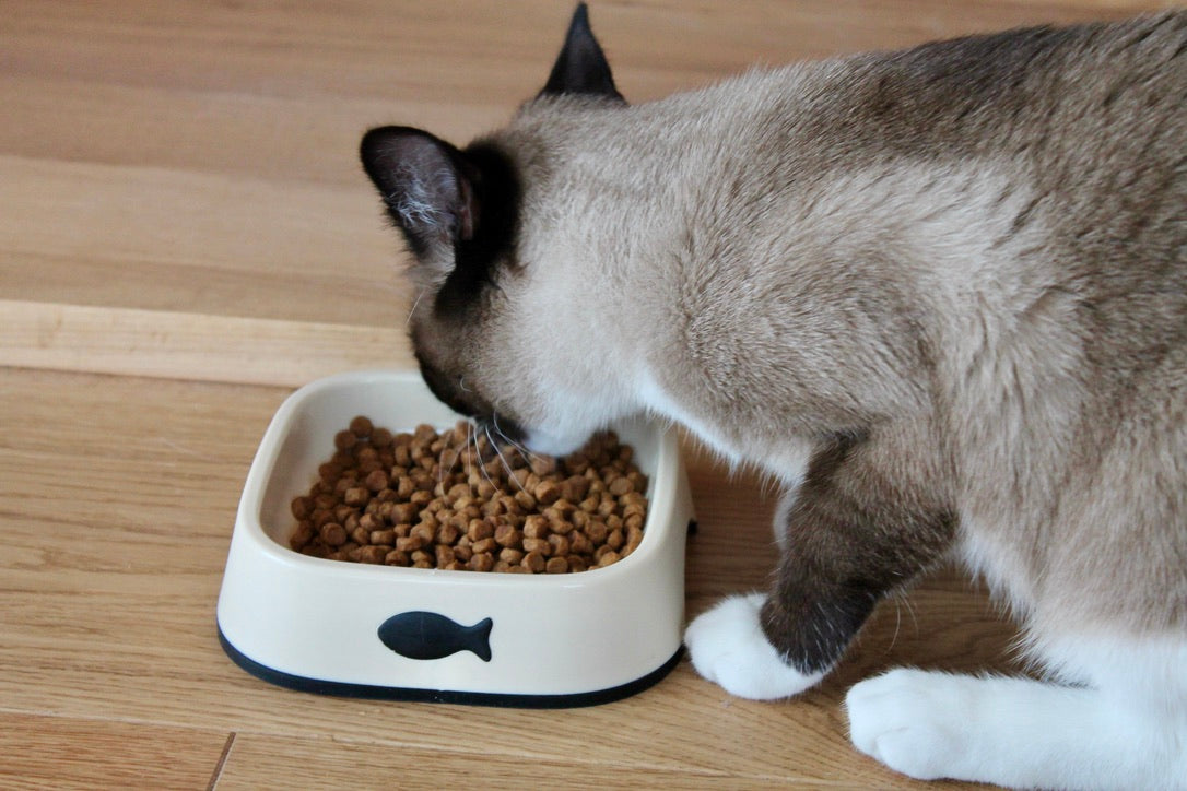 Bol pour Chat 250ml - Écologique, Pratique et Durable 🌿