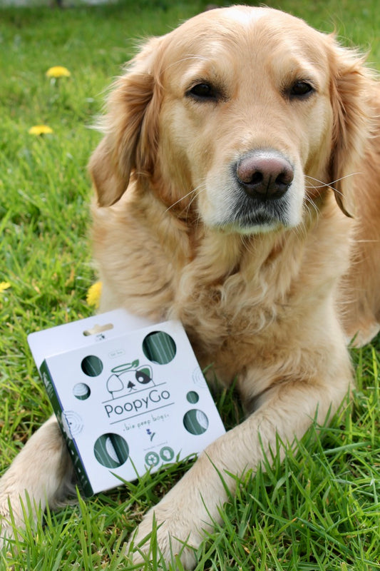 Sac à Kaka 💩 PoopyGo Bio-Dégradable 🌿 8 rouleaux de 15 sachets