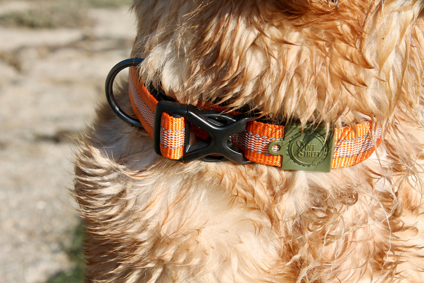 Kit Strong Adventure : Harnais + Collier + Laisse Amortisseur â Mandarine đđ