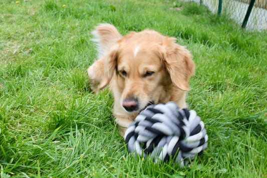 Balle en Corde DentaCool Ultra-tressée - Jeu de l'EXTREME 2kg