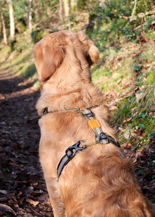 Kit Strong Adventure : Harnais + Collier + Laisse Amortisseur – Vert Olive 🌳