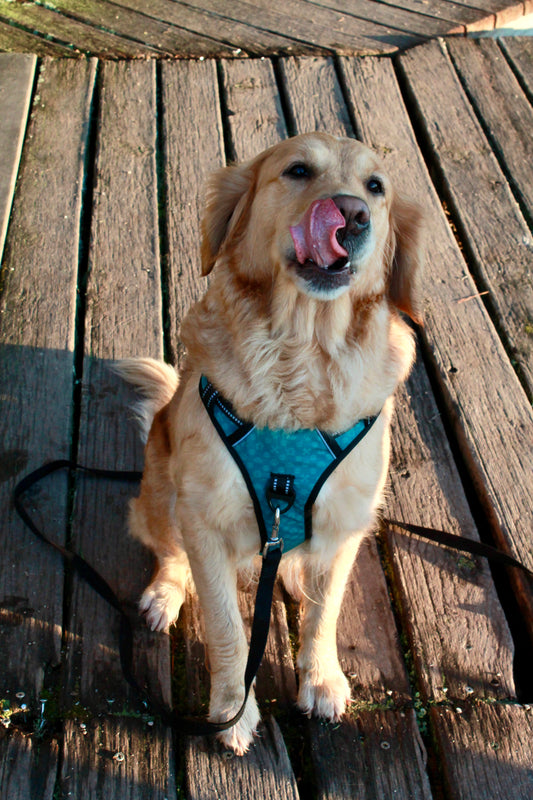 Harnais Spotted! Pro Anti-Traction Bleu