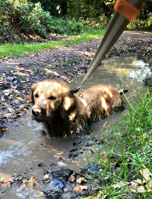 Belle a pris un bain de boue (et des fleurs de Bach)