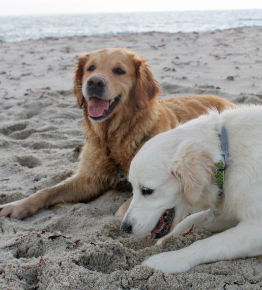 Quand j’ai rêvé d’Animaux d’Aventure... 🥹