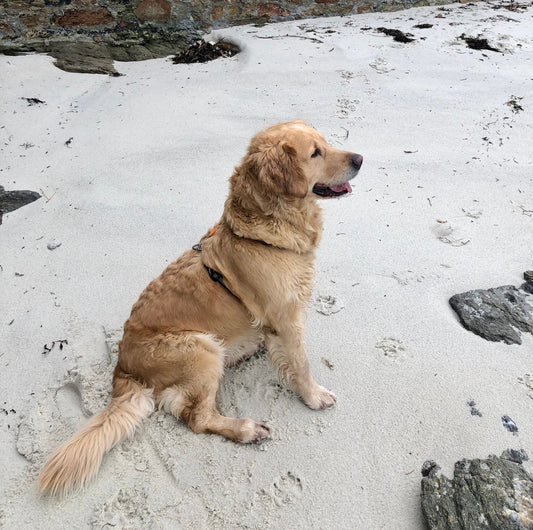 Je n’ai sorti Belle qu’une seule fois cette semaine