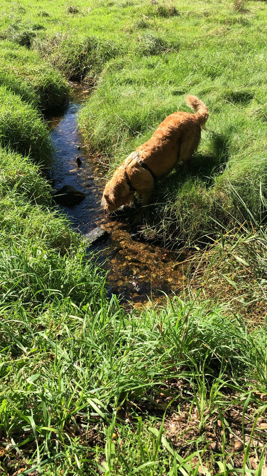 Grandes Aventures & Petites Joies