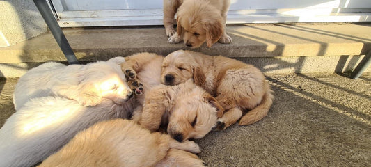 Une meute de loups et des chiens qui parlent !