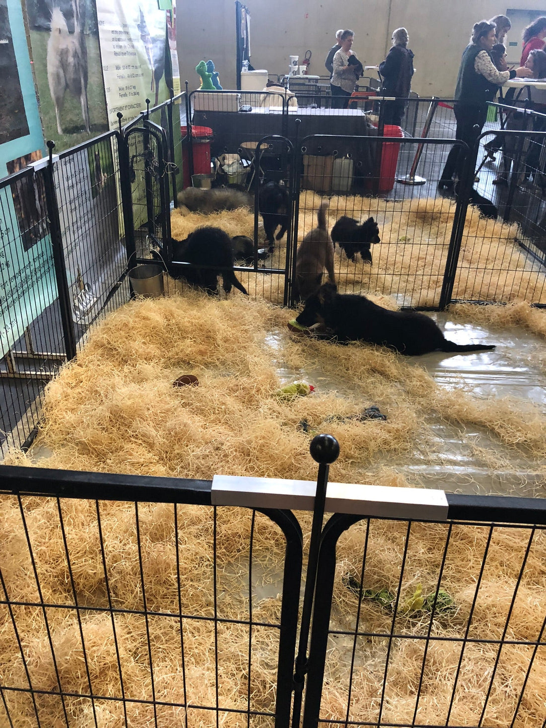 Du soleil & le salon du Chiot
