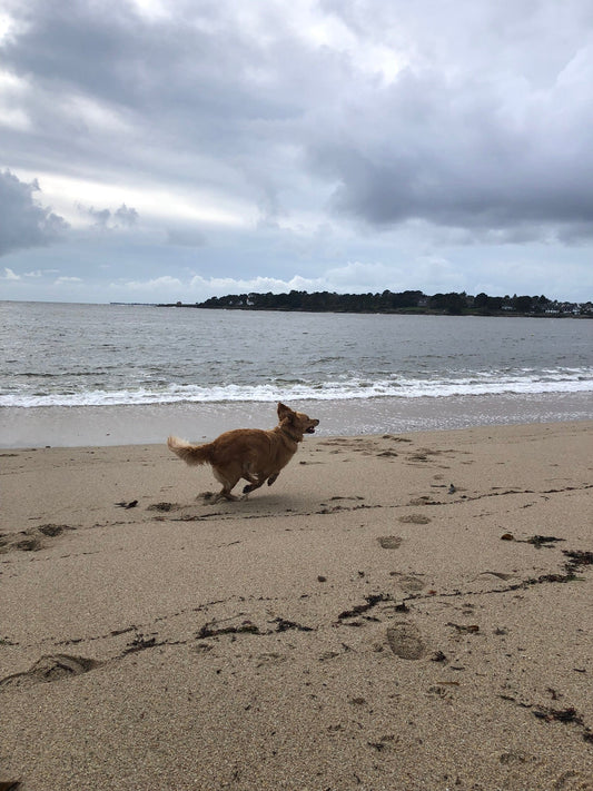 Je suis frustrée de balader Belle moins souvent