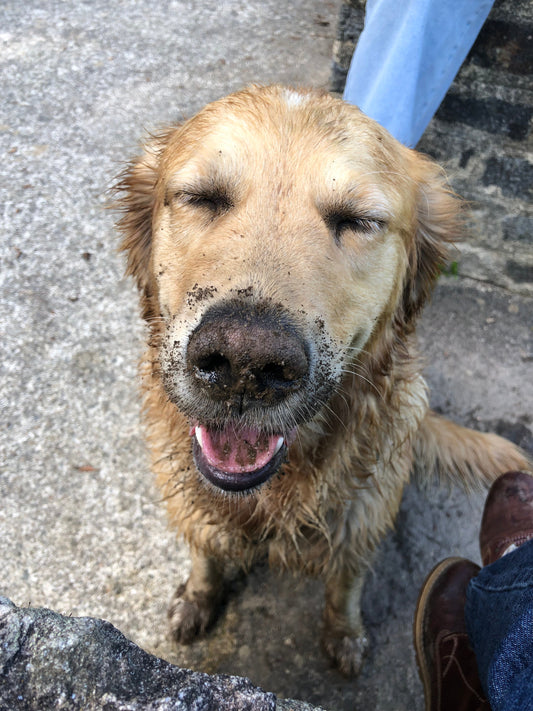 Belle n'écoute plus rien (vive le crottin...)