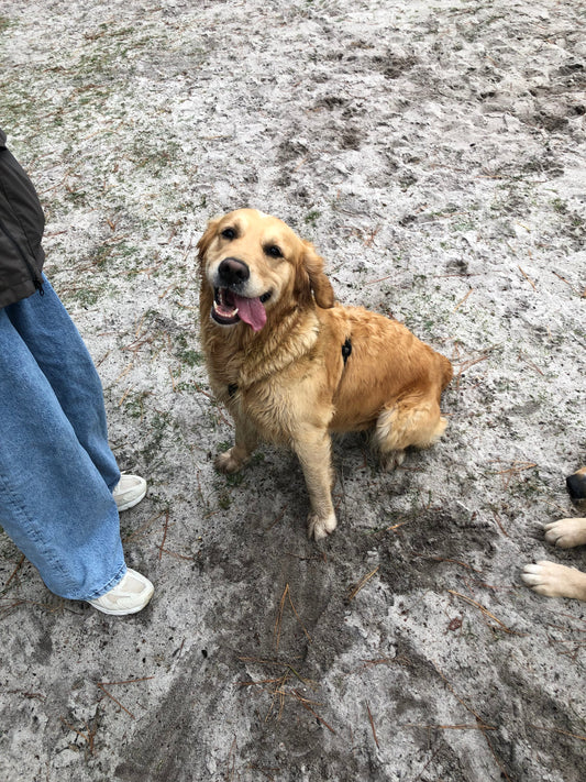 On a croisé un sosie de Belle 😱😱😱
