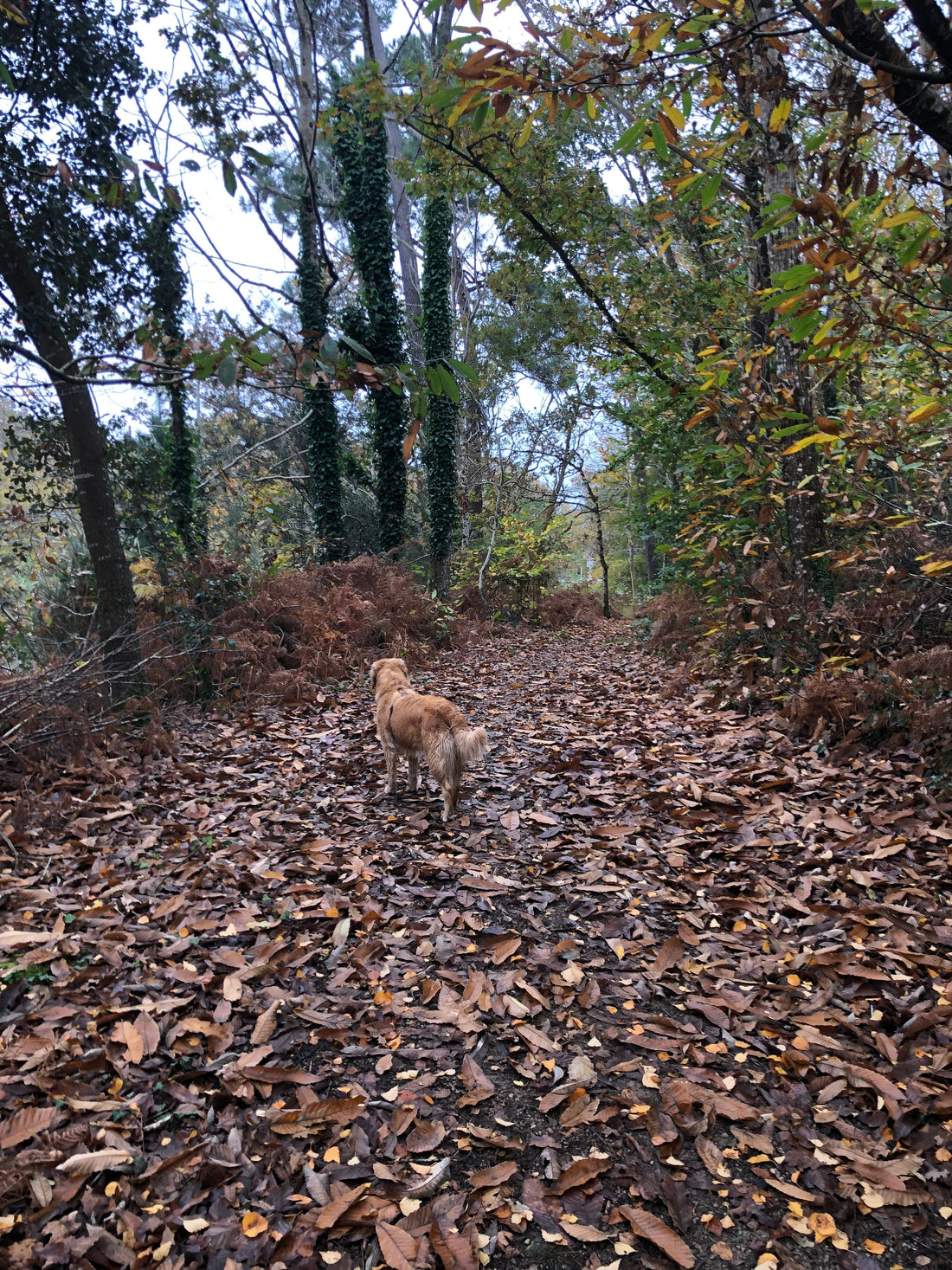 Un chien a t-il sa place en ville ?