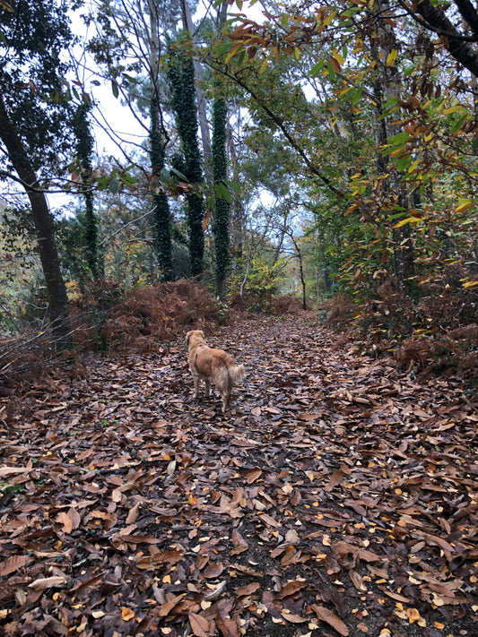 Un chien a t-il sa place en ville ?
