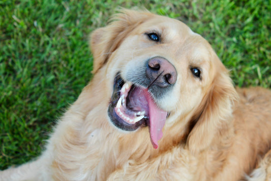 Un "Brand Builder Breeze" & une Caraphe de Sanglots, s'il vous plait.