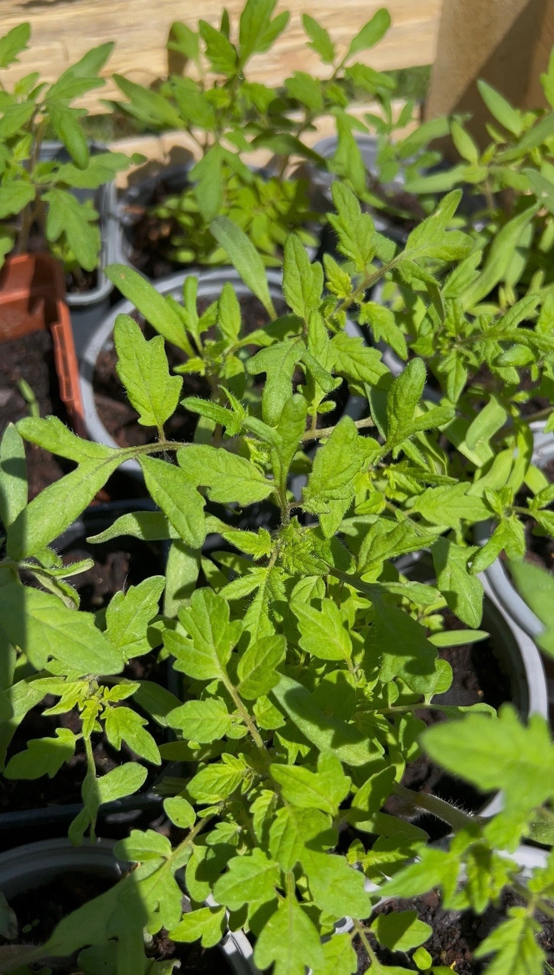 Des centaines de plants de tomates 😱