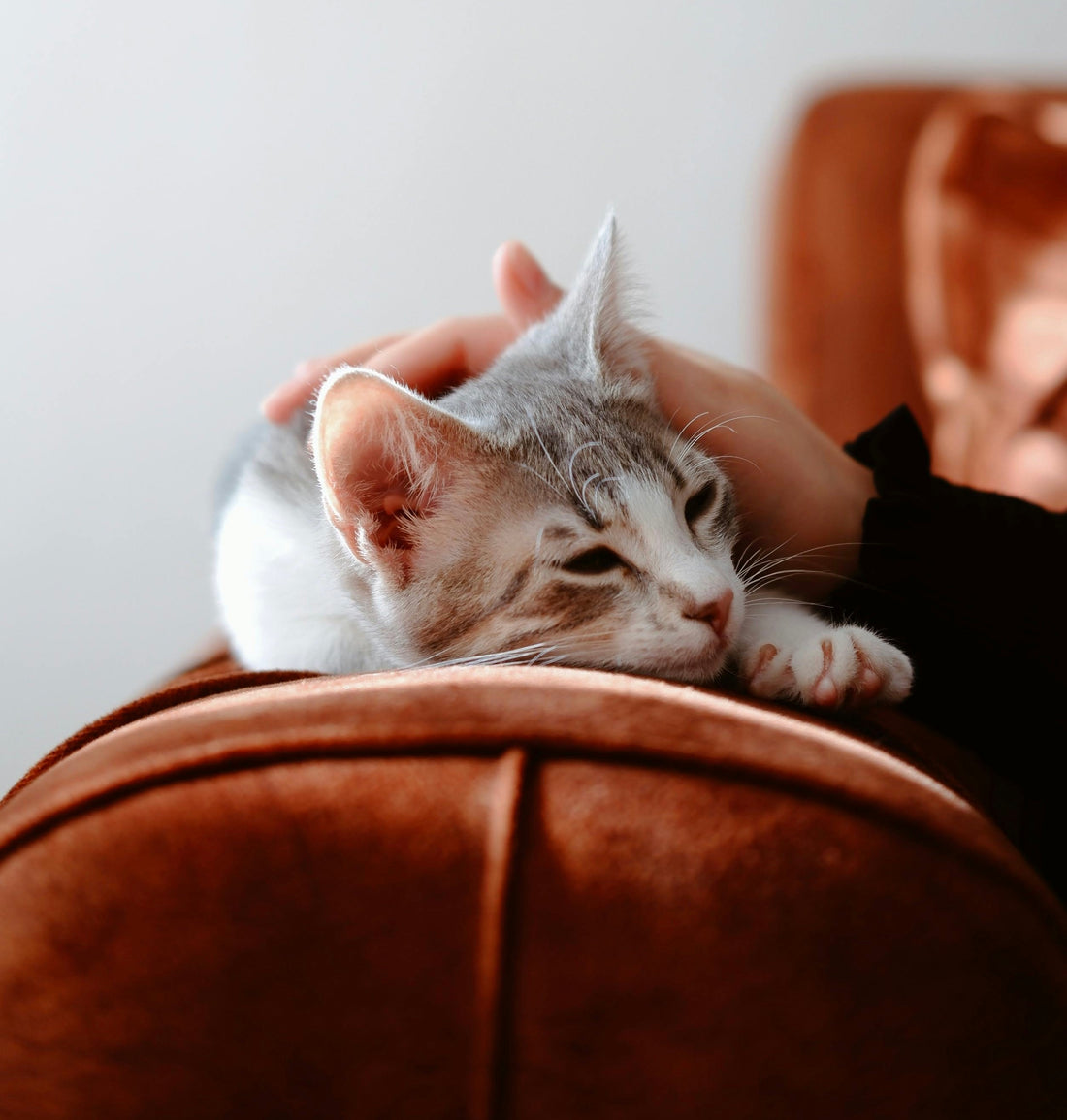 Adopter son premier chaton 🐈 🐾 Bienvenue dans le monde merveilleux du chat !