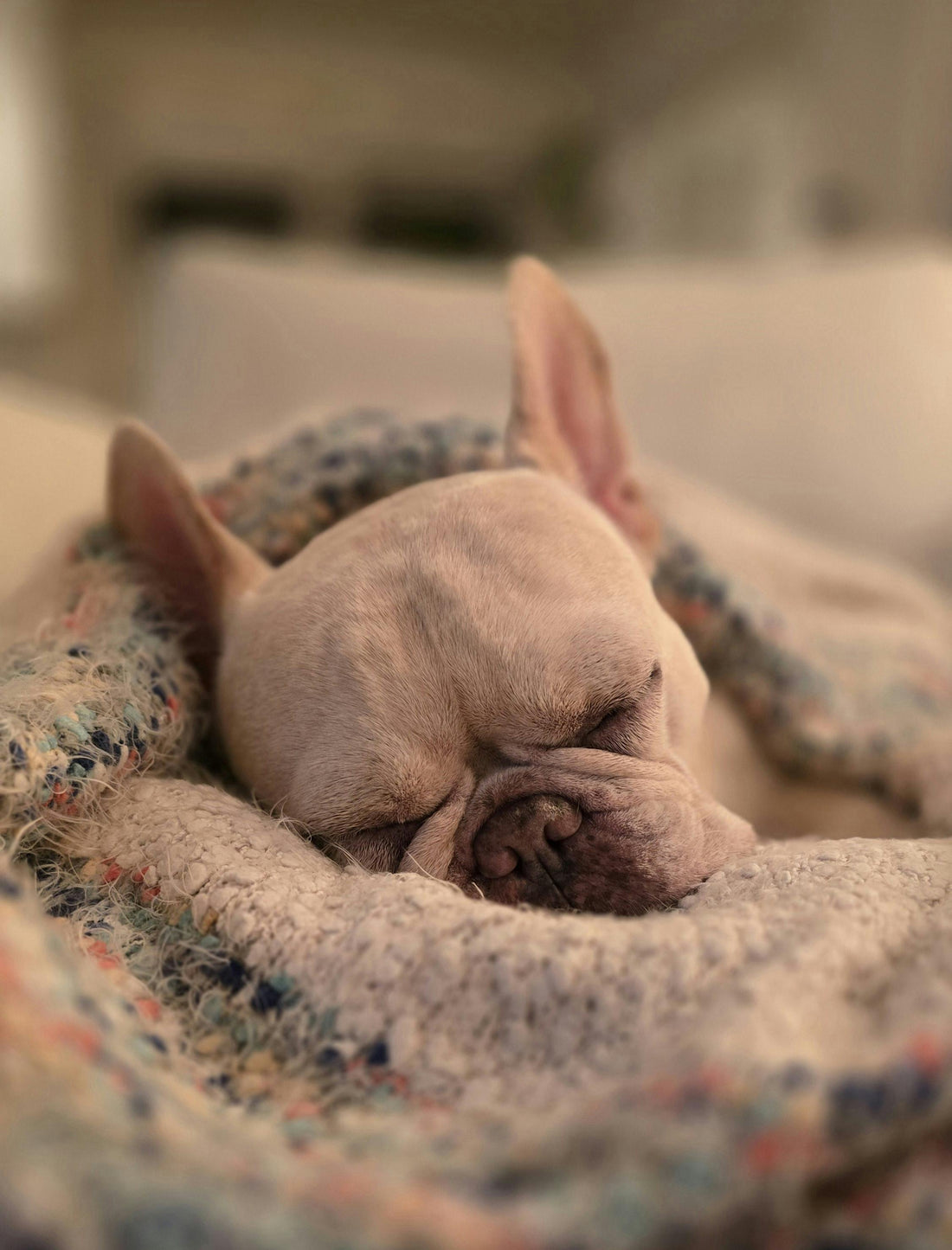Et si tu ne sortais pas ton chien aujourd’hui?