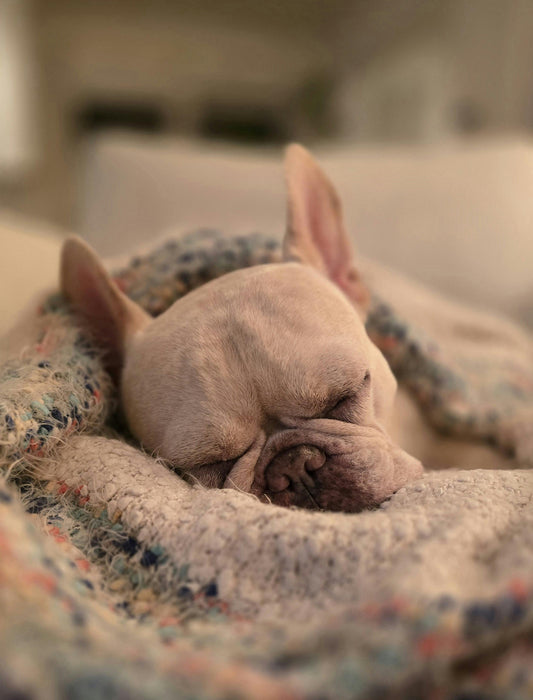Et si tu ne sortais pas ton chien aujourd’hui?