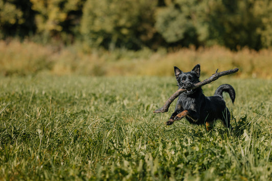 Comment *bien* dépenser son chien ✅ 🐾