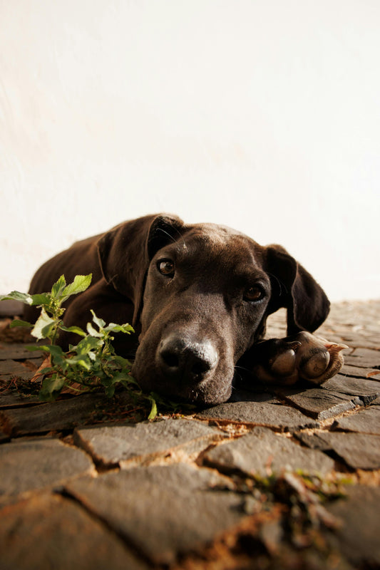 La maltraitance banalisée, c'est quoi ?