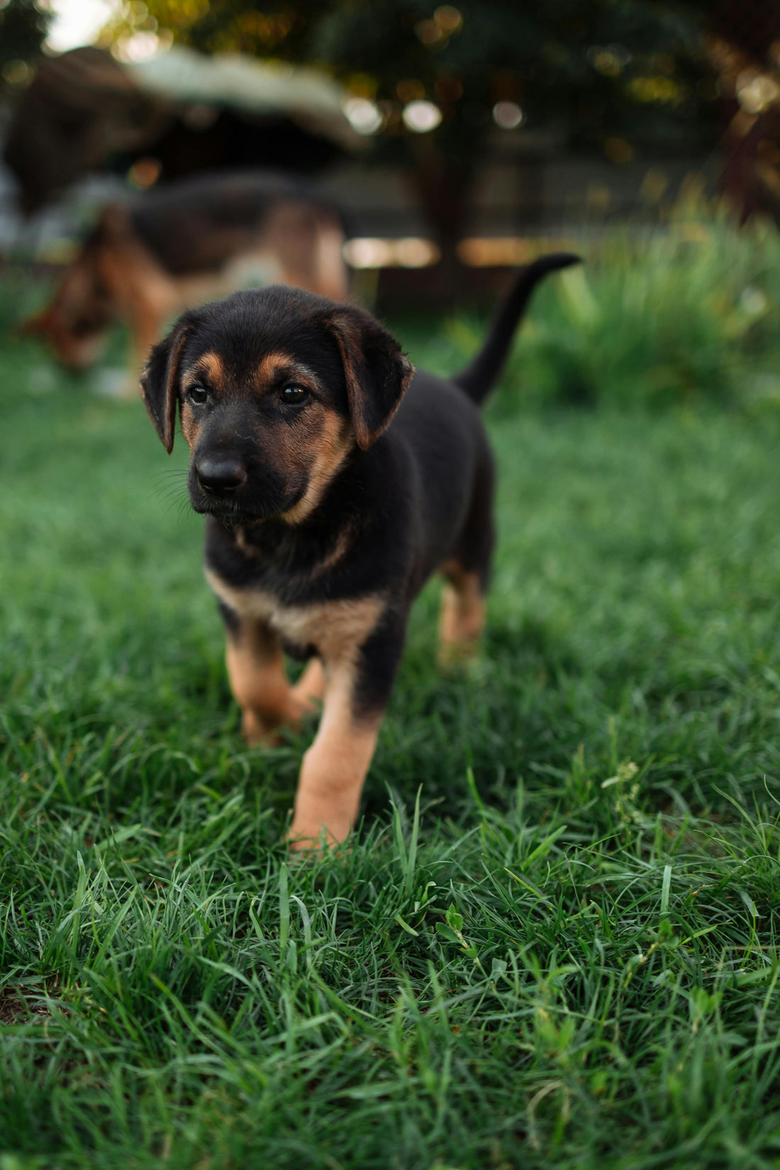 🚙 L'arrivée de son Chiot, démarrer de la bonne patte 🐾 - Guide pour des Débuts Heureux