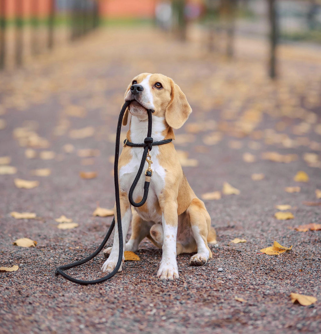 🐾 Guide pratique : Laisse ou longe, comment choisir pour votre chien ?