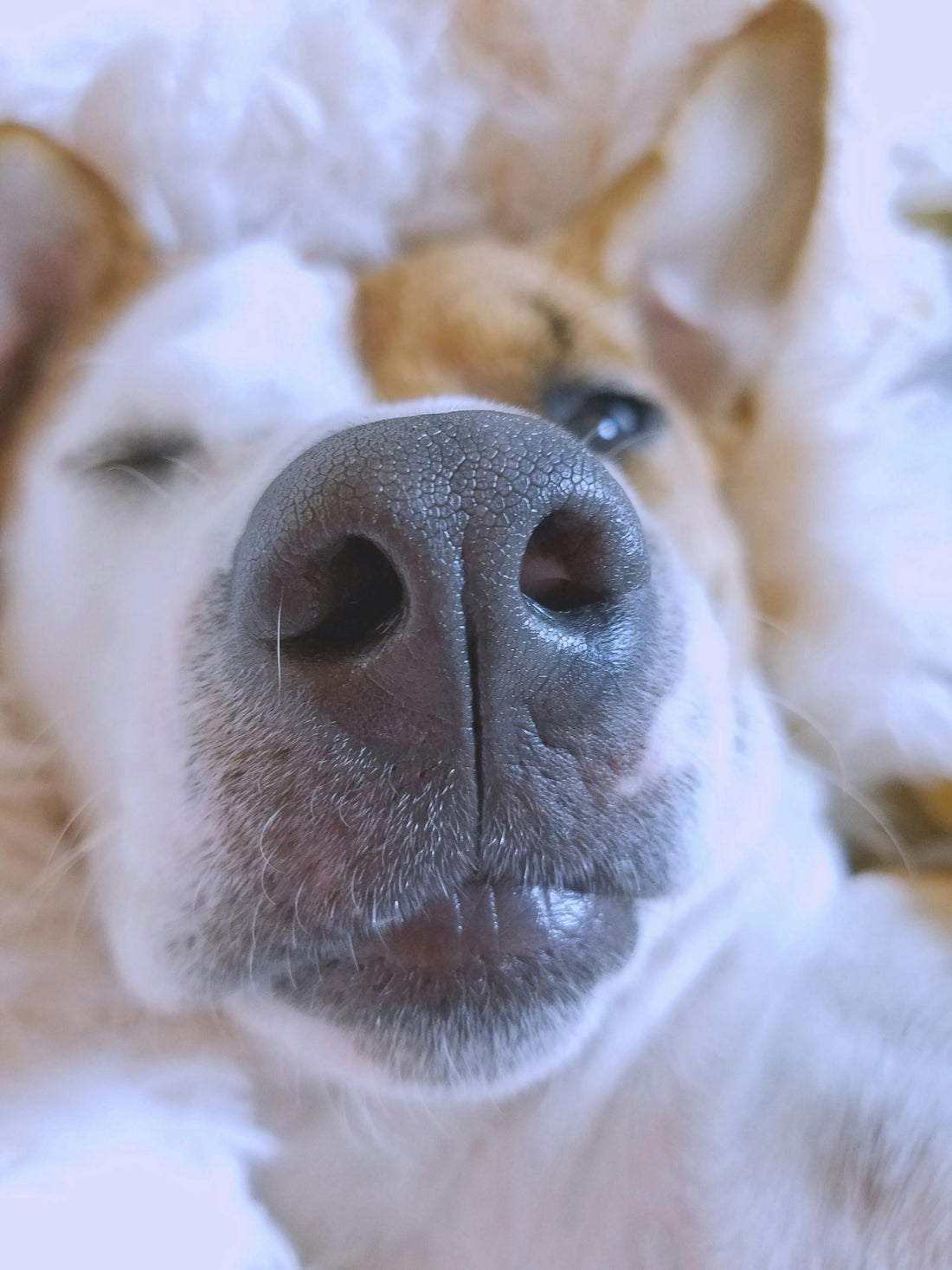 L'importance de la dépense olfactive chez le chien : un besoin souvent sous-estimé 🐾