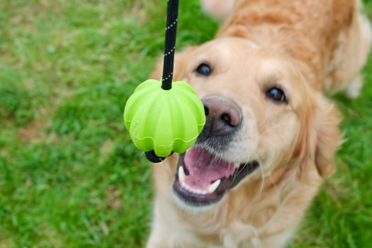 Balles, Cordes & Jouets 🎾