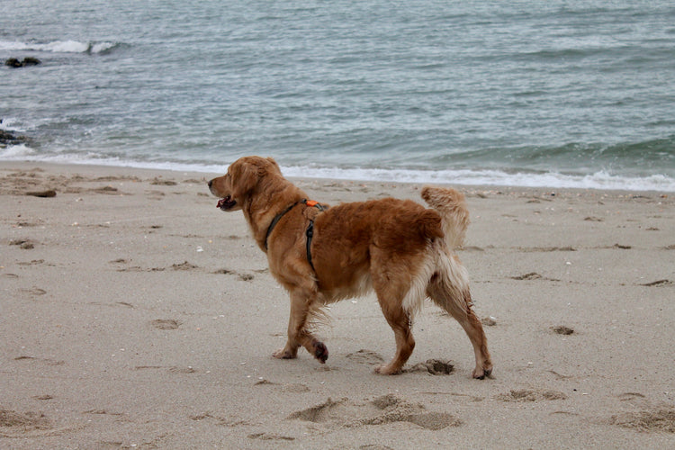 Chien d'Aventure