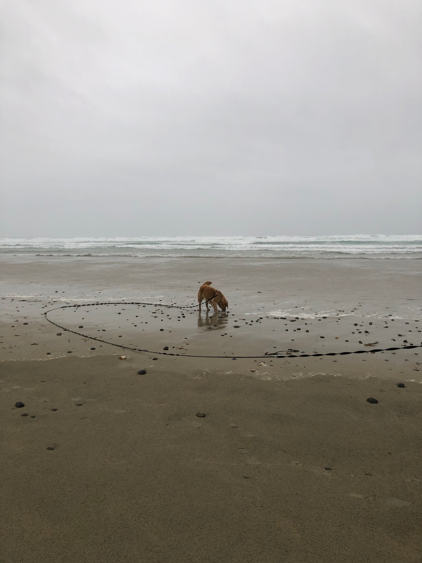 Longe d'Entraînement 5m, 10m, 15m
