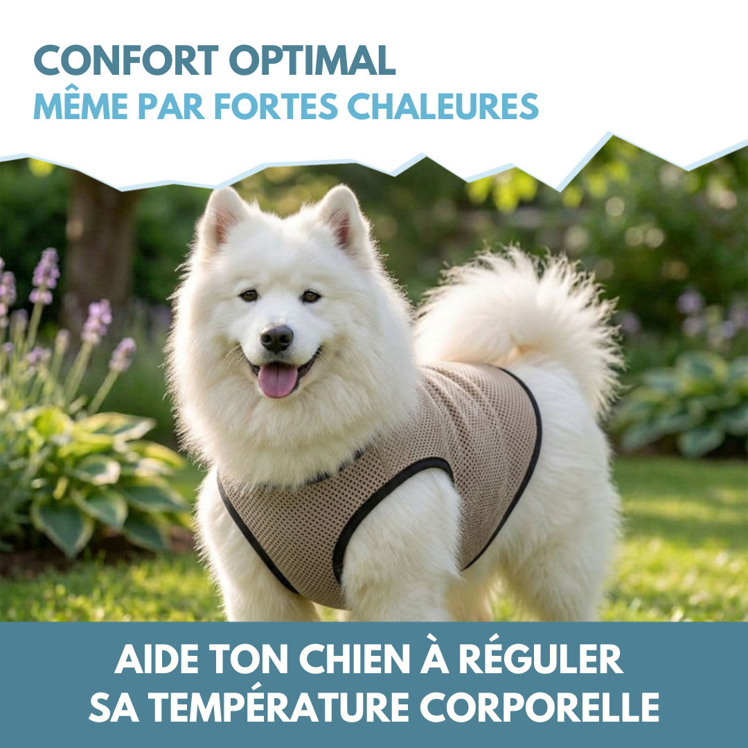 🥵 Kit Fraîcheur de Canicule ❄️ piscine + gilet rafraichissant + tapis de léchage