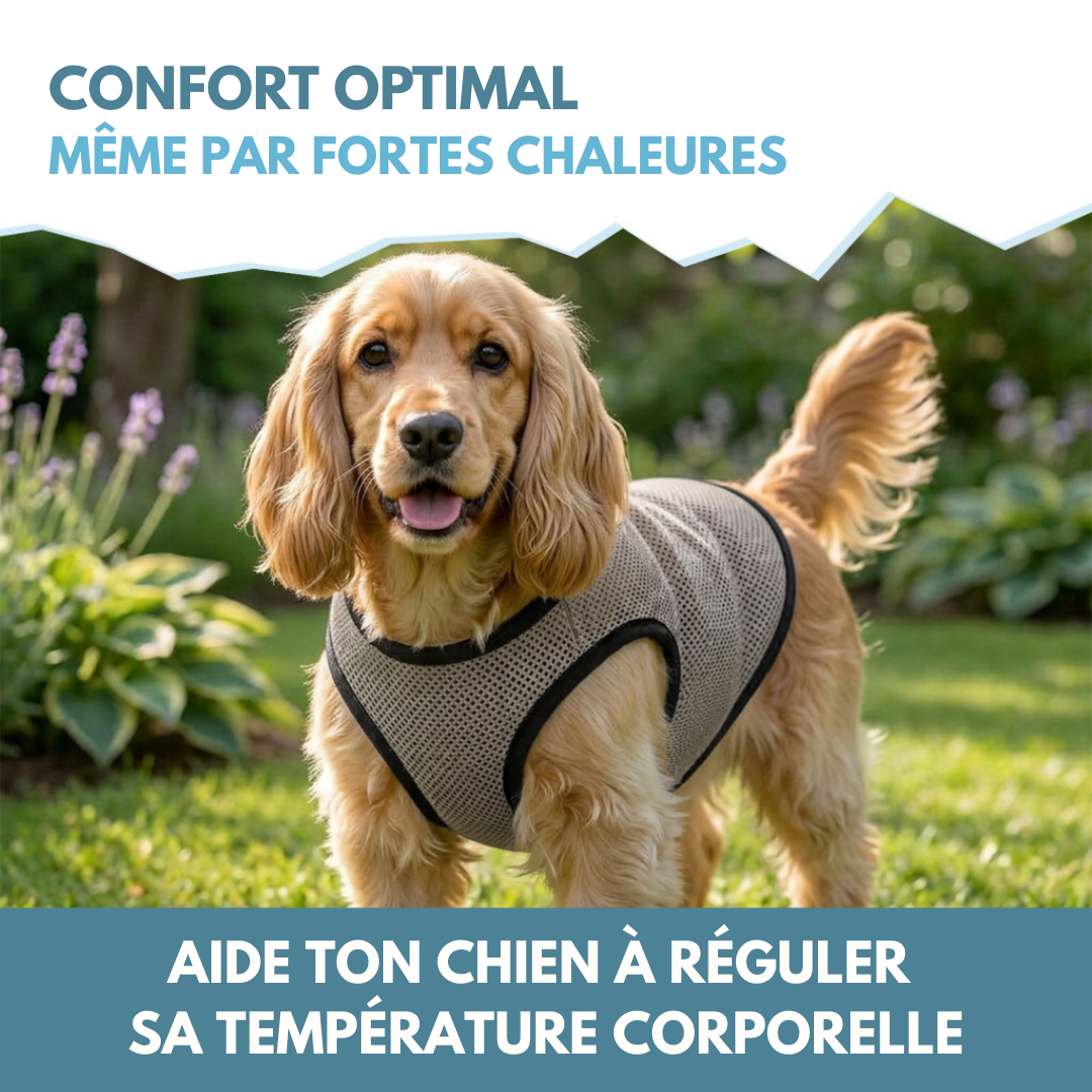 🌡️☀️ Gilet M Rafraîchissant ❄️ Effet IMMEDIAT pour chien