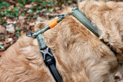 🥇 Kit Aventure Totale 🌲🐕 💯