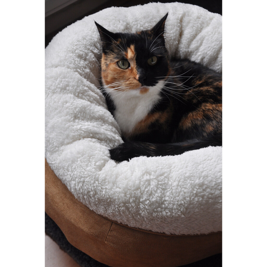 Le Cocon du Chat 🐈